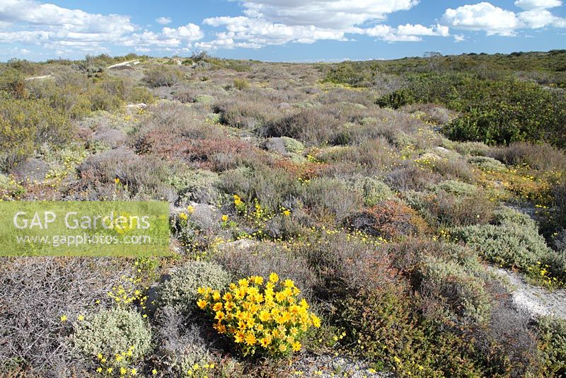 Didelta carnosa - Perdeblom, Langebaan, Western Cape, South Africa