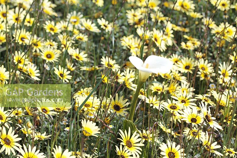 Ursinia anthemoides - Common parachute daisy and Zantedeshia aethiopica - Arum or Calls Lily, Darling, Western Cape, South Africa