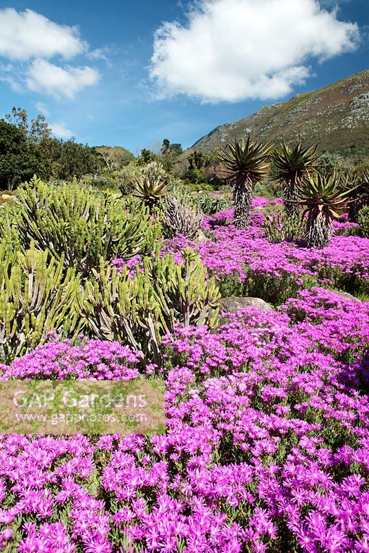 Spring display of Vygie Flowers - Ice Plants, Kirstenbosch National Botanical Gardens, Cape Town, South Africa