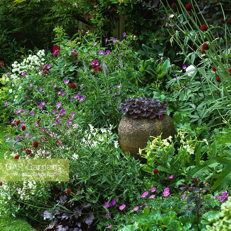 Terracotta pot creates focal point in bed of roses, heuchera, nicotiana, scabious, viola, hardy geranium, astrantia and veronica.