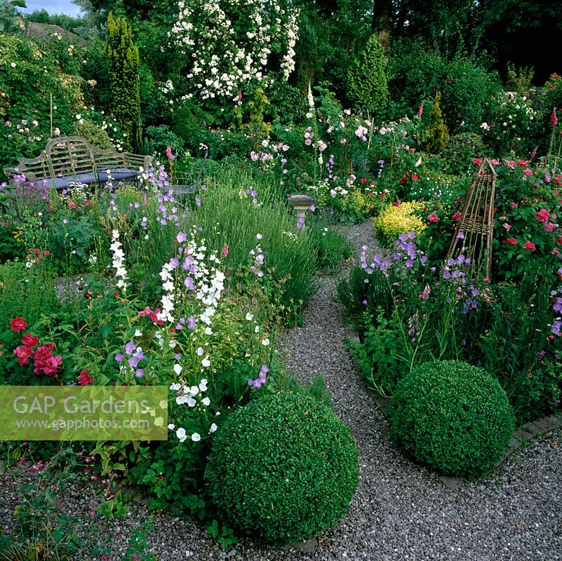 In herb garden, box balls mark beds of foxglove, campanula, lavender, Apothecarys Rose and herbs. On left: Rosa Rambling Rector. Arch: roses Iceberg and American Pillar.