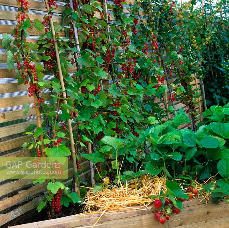 Supported on wood slatted fence, row of redcurrants, gooseberries and strawberries.