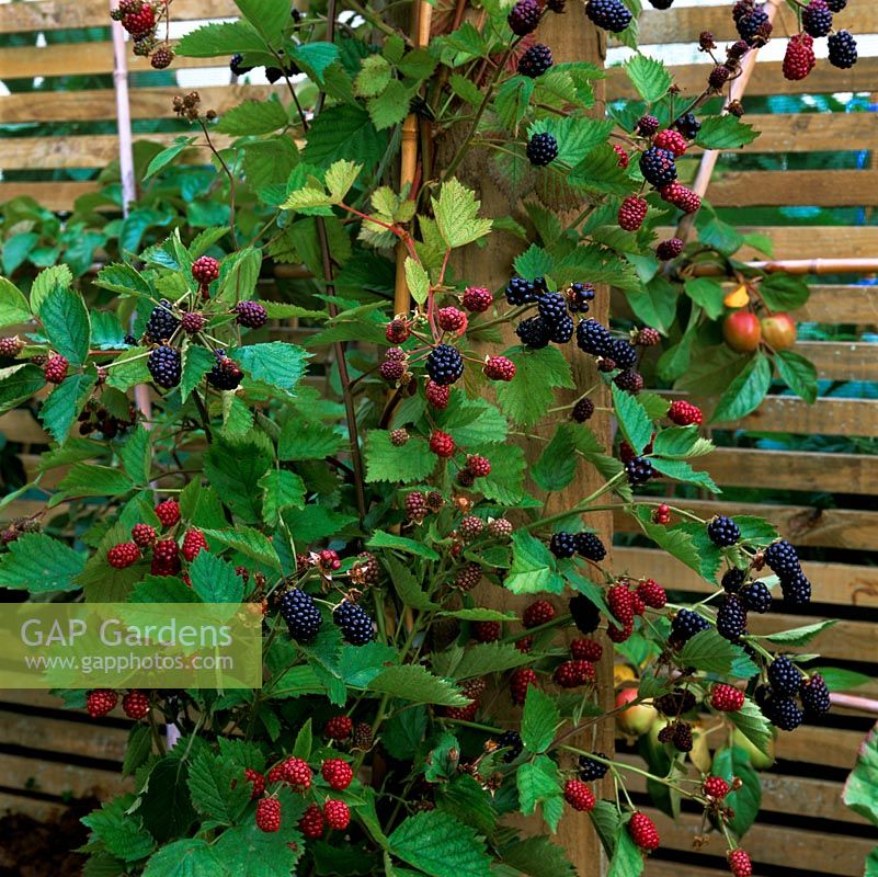 Supported by wooden slatted fence, juicy blackberries grown on the perimeter of a kitchen garden.