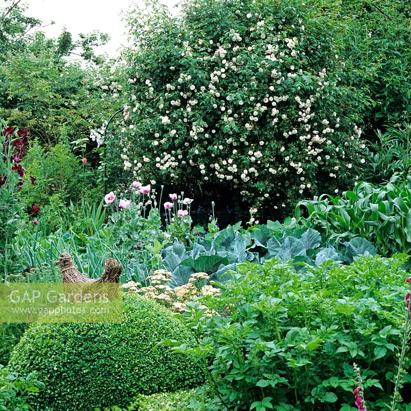 Rosa 'Felicite Perpetue' smothering arbour, box balls, potatoes, cabbages, leeks, sweet corn and poppies.