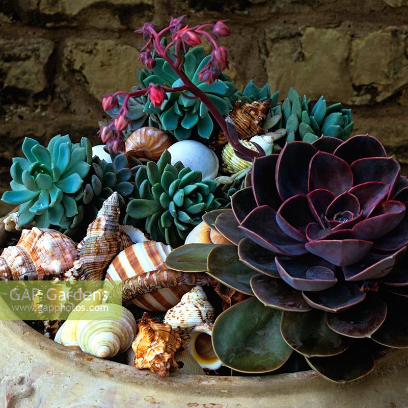 Echeveria rosettes mixed with sea shells.