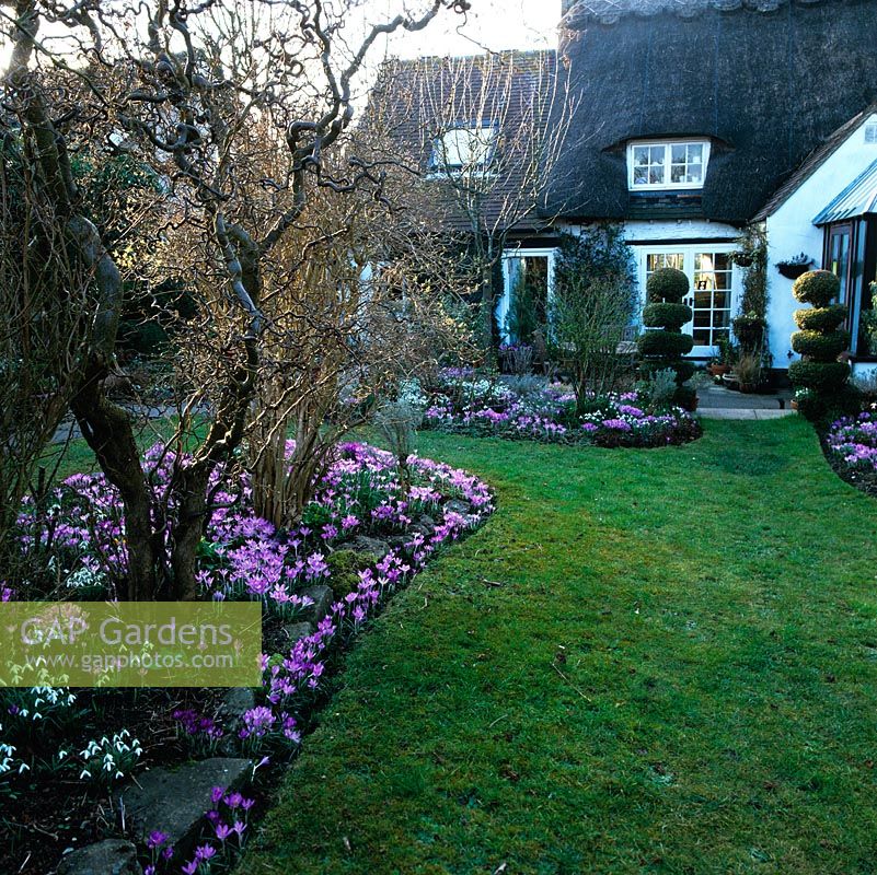 27m x 18m rear garden of C17 thatched cottage is carpeted in late winter with snowdrops, hellebores and Crocus tommasinianus. On left: contorted hazel. RH: lonicera topiary.