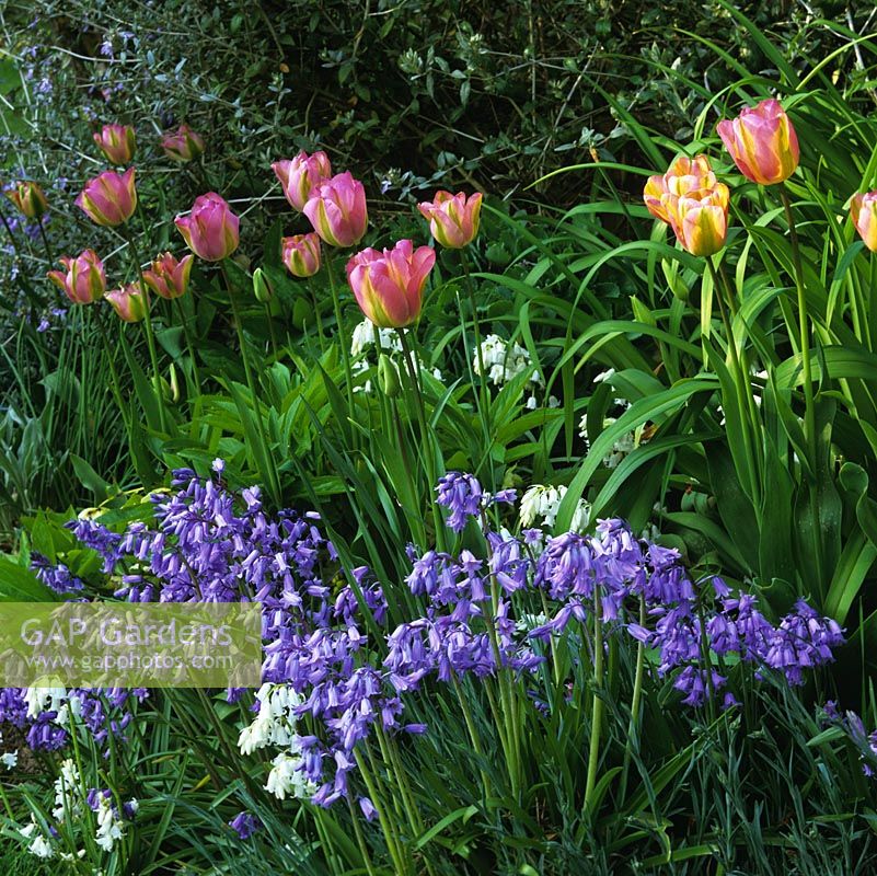 Tulipa Groenland intermingling with bluebells in mid spring.