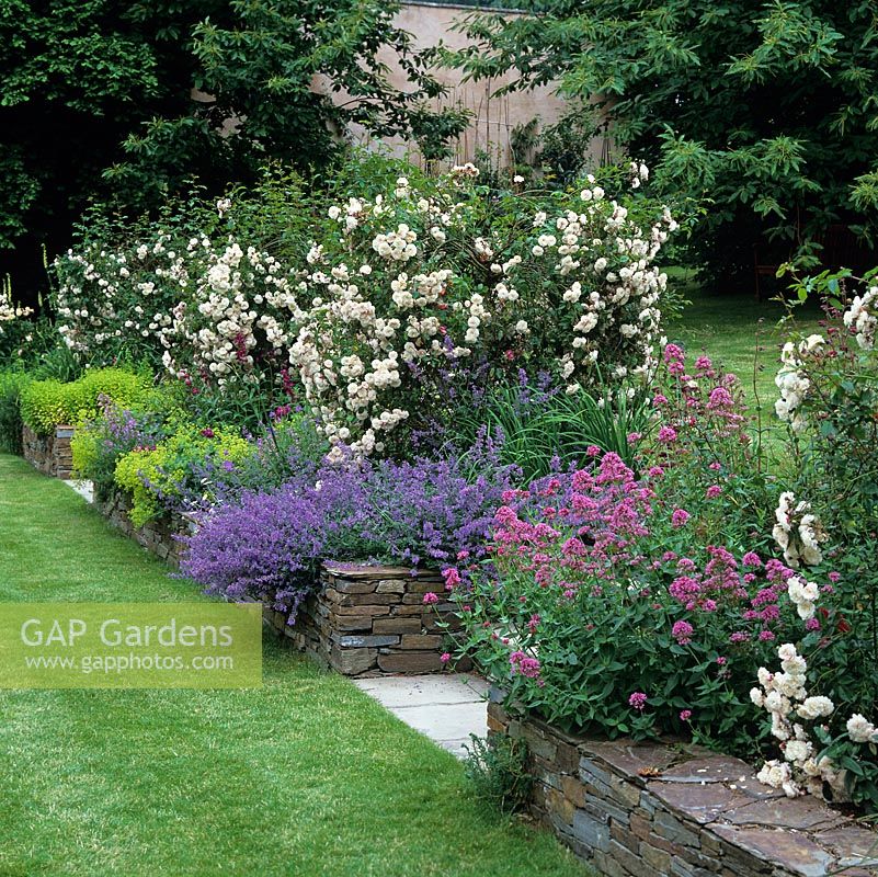 Formal, grassy terrace edged in weeping Rosa Felicite Perpetue above penstemon, catmint, hardy geranium, valerian and alchemilla spilling over dry stone wall.