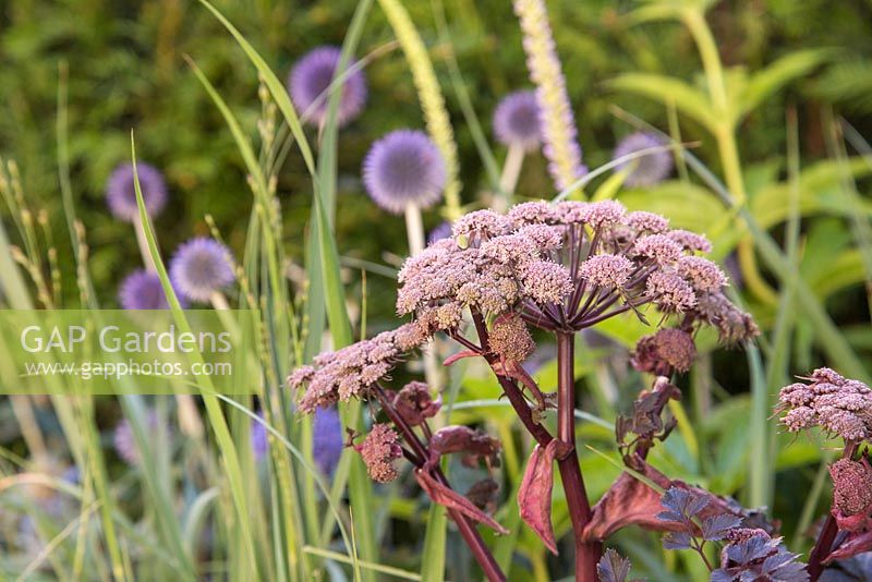 Angelica gigas with a view to Panicum virgatum 'Northwind' and Echinops ritro 'Veitch's Blue'. Hampton Court Flower Show 2014. Garden: The Bounce Back Foundation Garden - Untying the Knot. Designer: Frederic Whyte. Sponsor: The Bounce Back Foundation