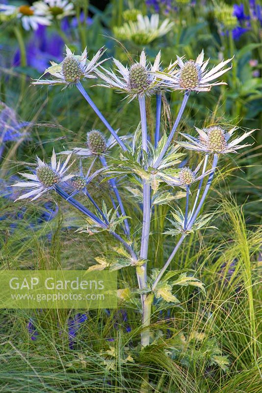 Eryngium 'Neptune's Gold'. Hampton Court Flower Show 2014. Garden: The Bounce Back Foundation Garden - Untying the Knot. Designer: Frederic Whyte. Sponsor: The Bounce Back Foundation