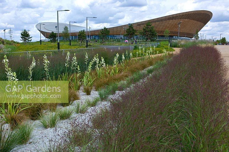 Planting of grasses and Ornithogalum magnum outside the Velodrome in the Queen Elizabeth Olympic Park, London