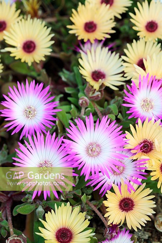 Dorotheanthus bellidiformis, 'Livingstone Daisy', Cape Town, South Africa