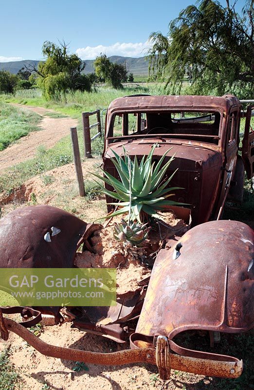 Aloe plant in old rusting car, nr Roberston, Western Cape, South Africa