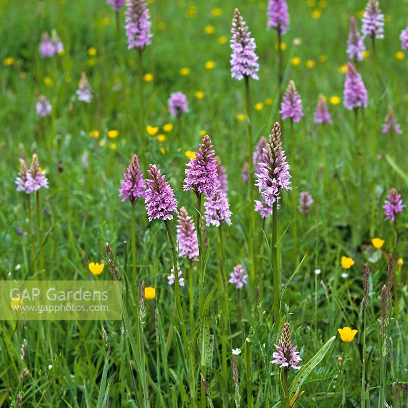 Wild grassy meadow studded with buttercups and orchids - Dactylorhiza fuchsii.