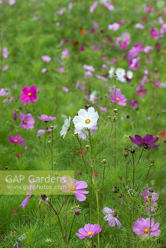 Cultivated late summer meadow of cow parsley, pink and white cosmos, scarlet flax and field poppies. Anthriscus sylvestris, Cosmos bipinnatus, Linum grandiflorum and Papaver rhoeas