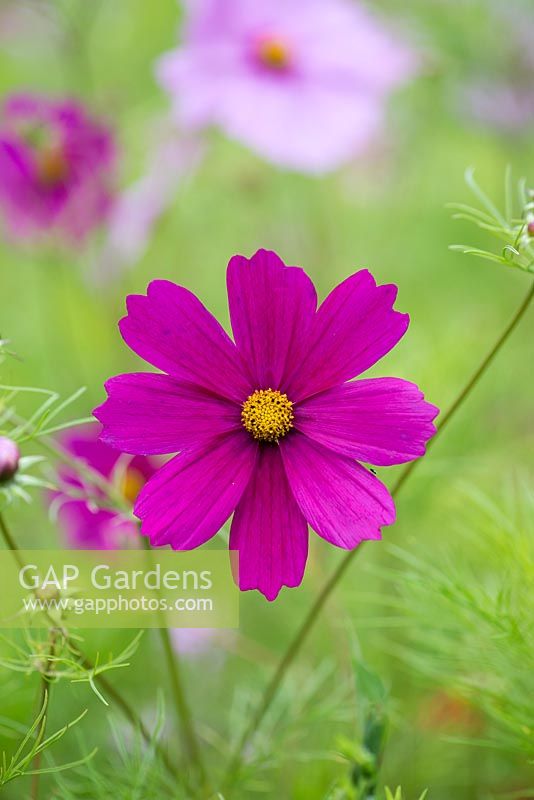 Cosmos bipinnatus, Mexican aster, produces saucer-shaped flowers from early summer to mid autumn.