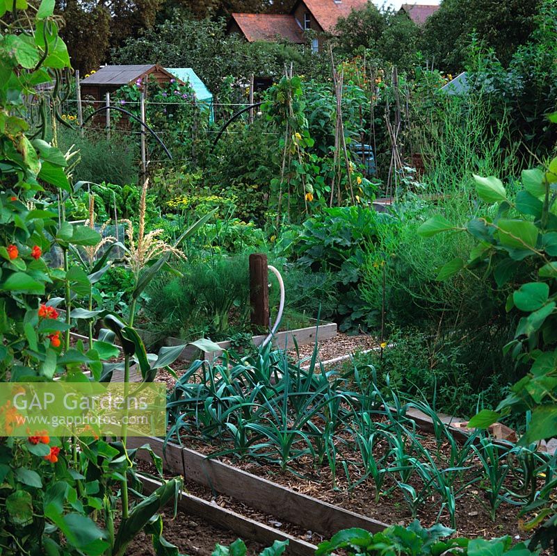 Raised beds separated by bark chip paths in this allotment create an ordered environment to grow leeks, beans, asparagus, marrow, fennel, spinach and runner beans.