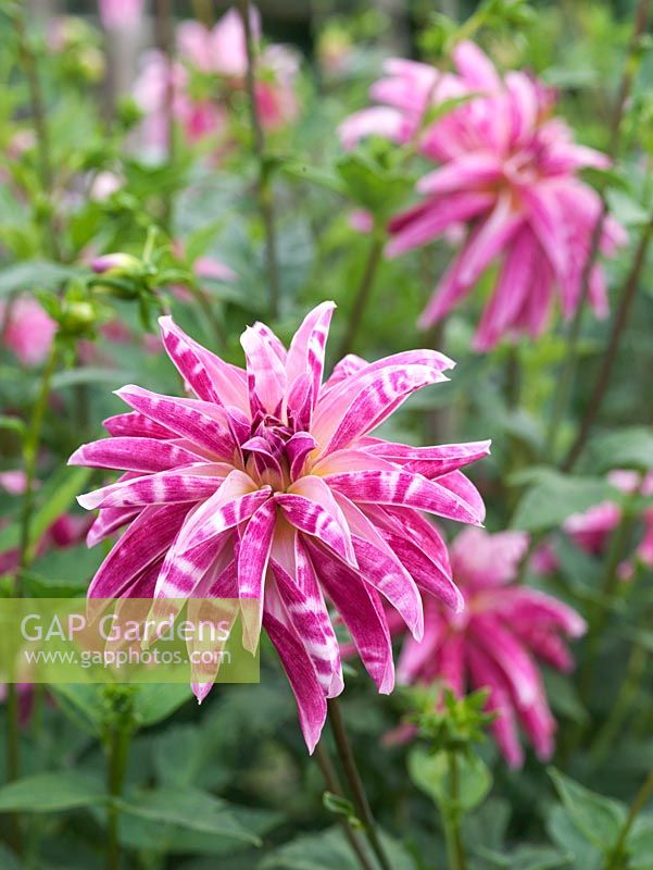 Dahlia 'Pink Giraffe', a pink and white double orchid form. Dahlias are perennial tubers, often not frost hardy. In winter, lift and store, or mulch with molehill of compost. September