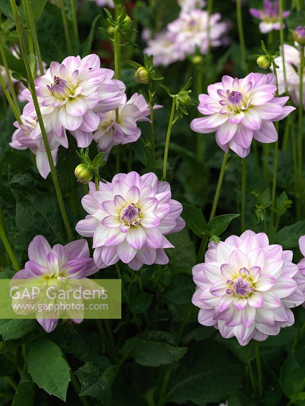 Dahlia 'Twilight Time', a lilac and white, waterlily-form dahlia flowering from late summer. October