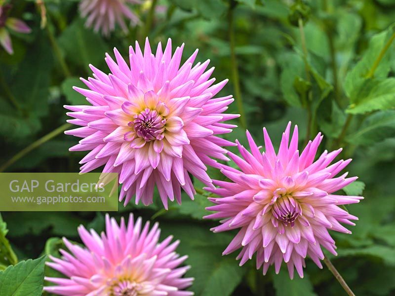 Dahlia 'Belle Epoque', a pretty pink semi-cactus dahlia flowering from late summer. August