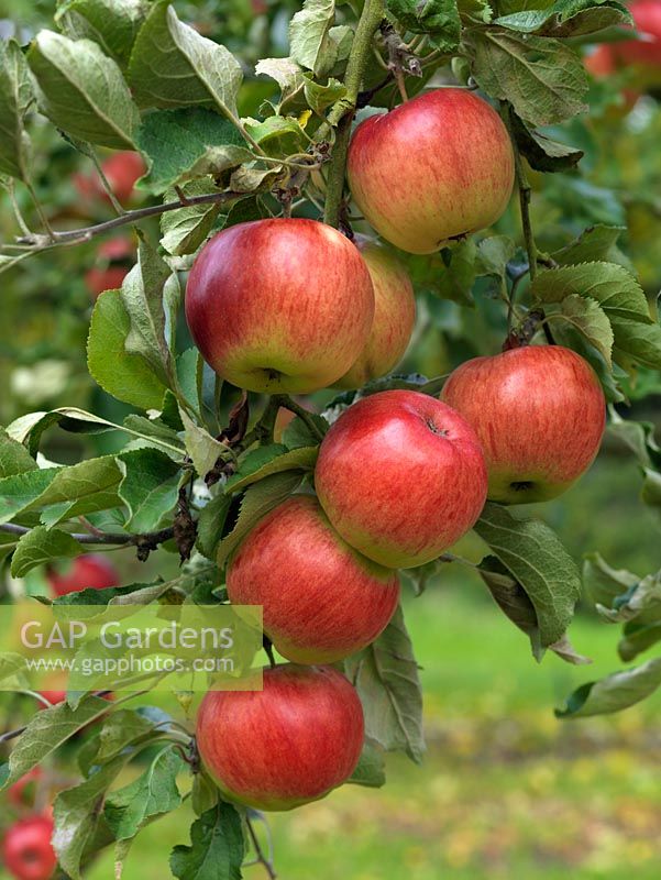 Malus 'Jonathan', a crisp sweet eating apple.