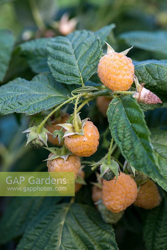 Raspberry 'All Gold', a heavy cropping, late raspberry bearing delicious golden berries.