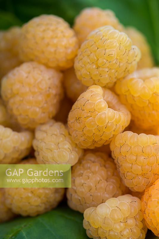 Raspberry 'All Gold', a heavy cropping, late raspberry bearing delicious golden berries.