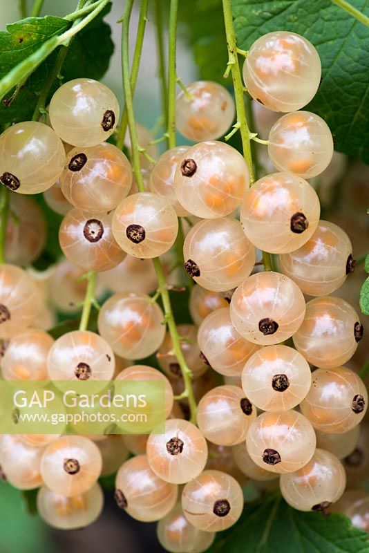 Ribes sanguineum 'Blanka' - Whitecurrant bears long trusses of large berries.