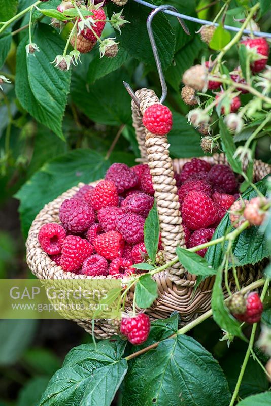 Suspended from a wire support, a basket of raspberries, picked from a mixed variety of canes.