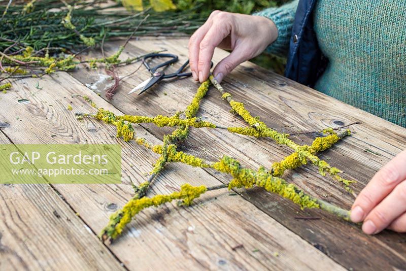Arranging the Prunus with Lichen cuttings into the shape of a star.