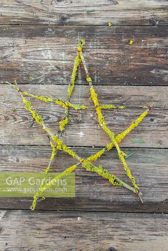 A festive star made from Prunus with Lichen cuttings. 
