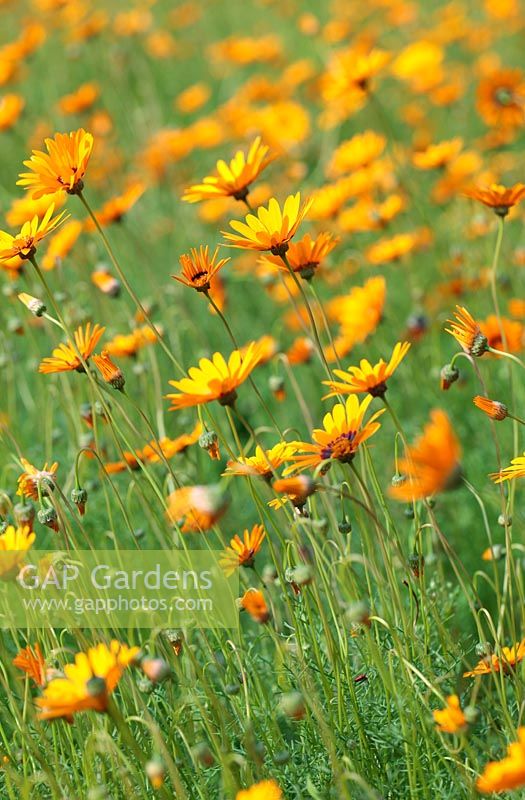 Ursinia anthemoides 'Margriet' - Parachute Daisy, Cape Town, South Africa