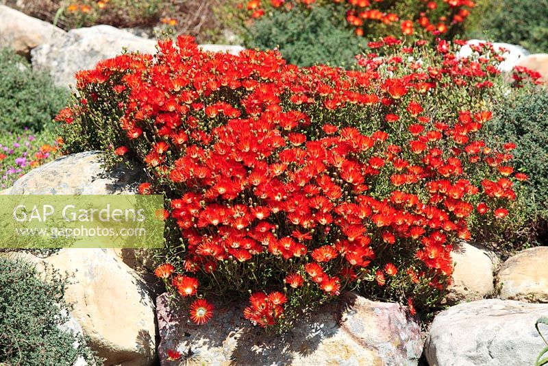 Lampranthus coccineus - Red Ice Plant, Kirstenbosch National Botanical Garden, Cape Town, South Africa