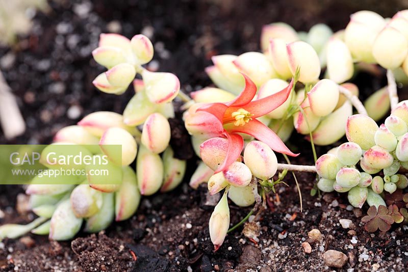 Cotyledon pendens - Cliff cotyledon, Cape Town, South Africa - an endangered species.