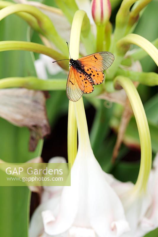 Garden Acraea Butterfly - Acraea horta on Crinum macowanii - River crinum, river lily, Cape Town, South Africa