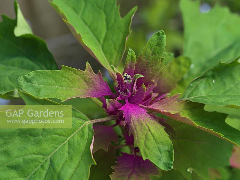 Top shoot of tree spinach, a showy, 2m high perennial with tasty red and green leaves. Also looks good in borders.