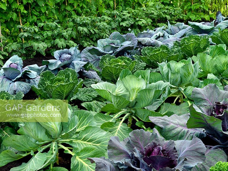Rows of Cabbage varieties Drumhead, Serpentine Brigadier and Kalibos.