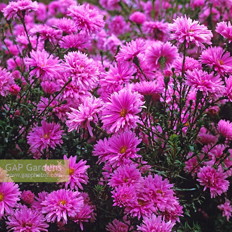 Aster novi-belgii 'Coombe Margaret'. National Collection of autumn-flowering asters.