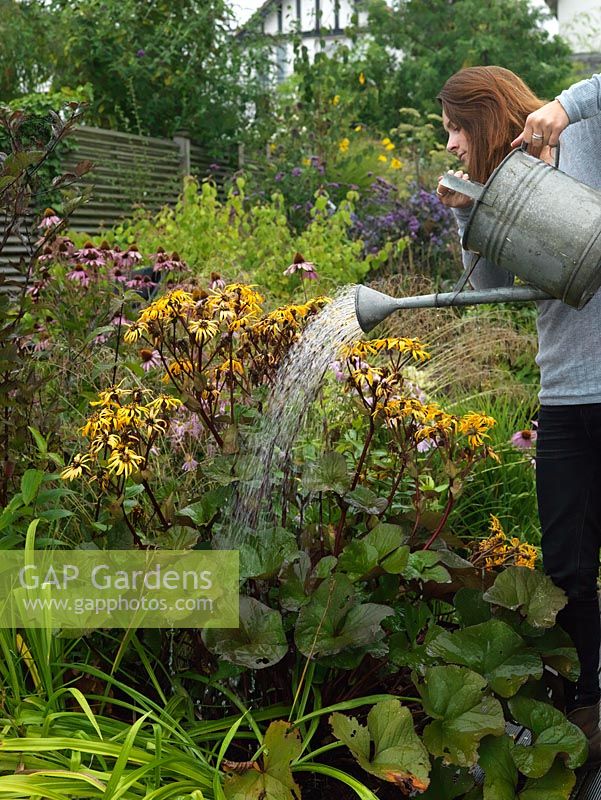 A young woman watering moisture loving Ligularia dentata in a summer garden.