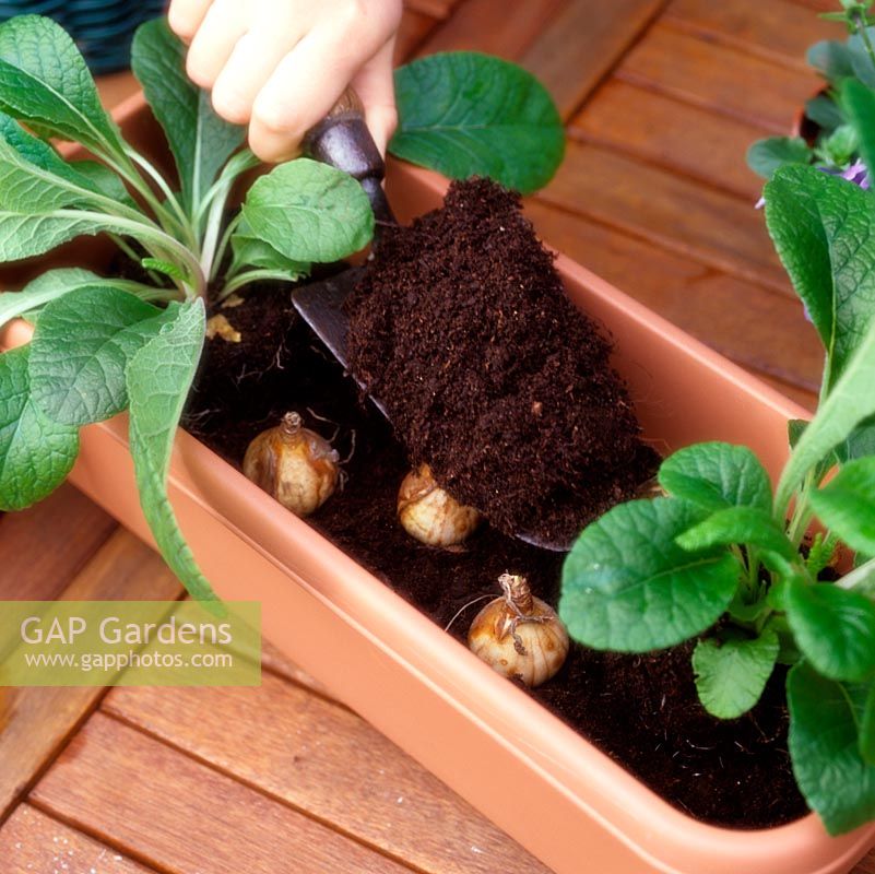 Window box planting. Fill box with earth, covering bulbs and thoroughly surrounding plants.