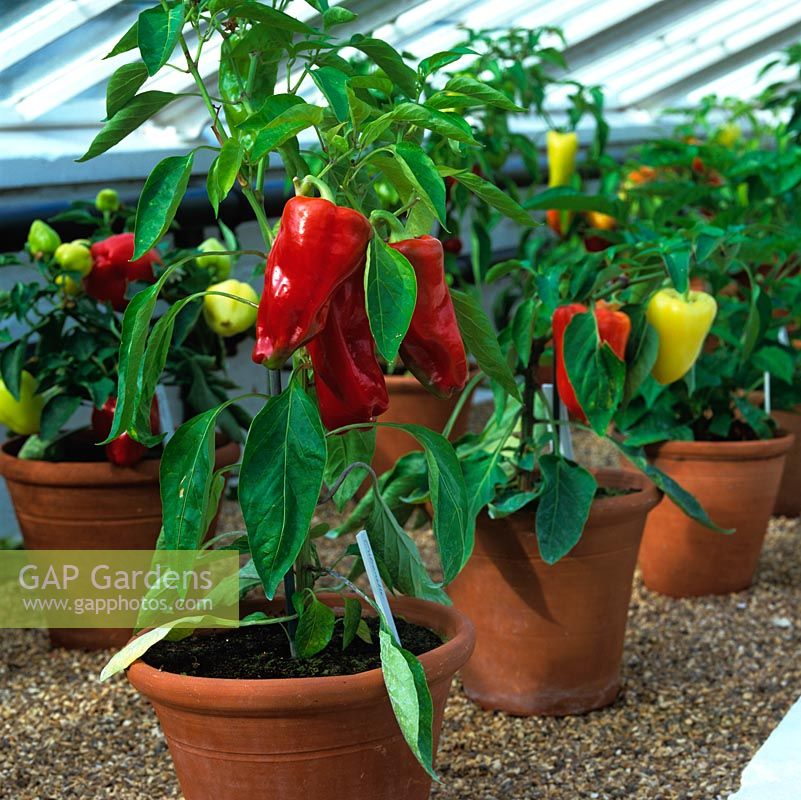 At West Dean Gardens summer Chilli Festival, a display of potted chilli peppers thrive on gravel strewn shelves in an old Victorian glasshouse.