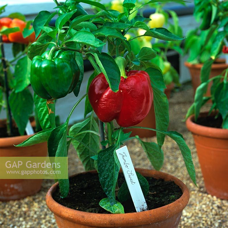 At West Dean Gardens summer Chilli Festival, red Jumbo Sweet chilli pepper thrives in a terracotta pot on a gravel strewn shelf in an old Victorian glasshouse.