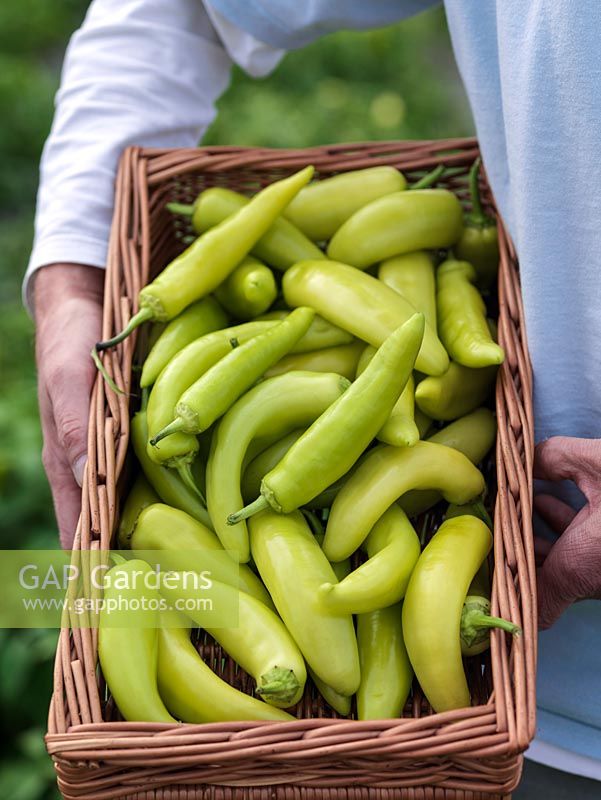 Jason Nickels, co-owner of the South Devon Chilli Farm, with a newly picked basket of capsicum 'Hungarian Wax' chilli peppers.