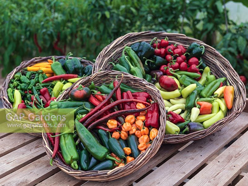 Baskets of chilli peppers. Hungarian Wax, Cherry Bomb, Serrano, Peperone Frigitello, Orange Habanero, Joe's Long Cayenne, Bulgarian Carrot, Jalapeno.