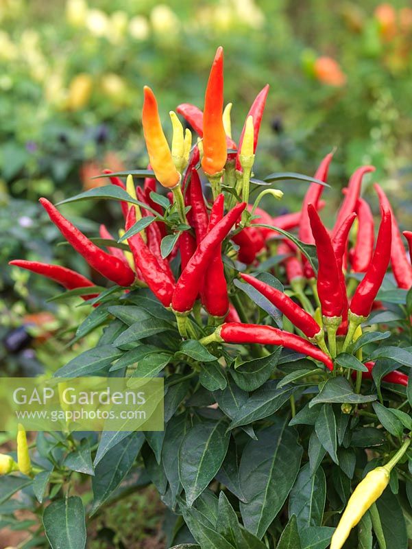Capsicum annuum 'Chilly Chilli' - ornamental chilli pepper plants with lots of yellow, orange and red chillies in which the heat has been bred out, so safe for children's gardens.