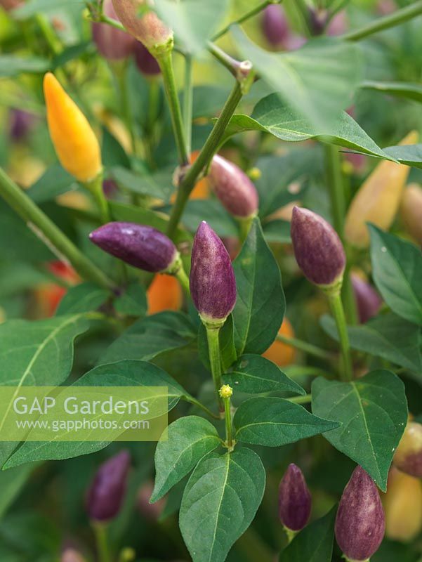 Capsicum annuum 'Twilight' bears small, multi-coloured chillies on spreading bushes. Hot, originating from New Mexico.