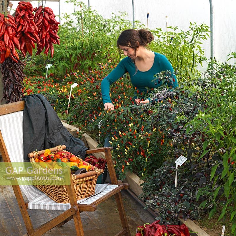 Josie Alice Kirby picks Capsicum annuum 'Twilight' and 'Tri-Fetti' chilli peppers from the polytunnel where they are grown. Suspended in bunches on left, long red 'Sandia' chilli peppers.