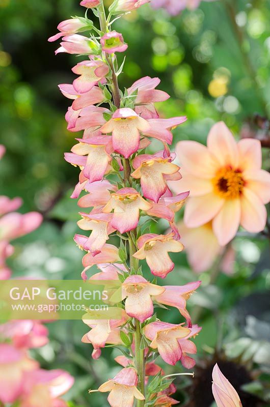 Digitalis illumination 'Raspberry'