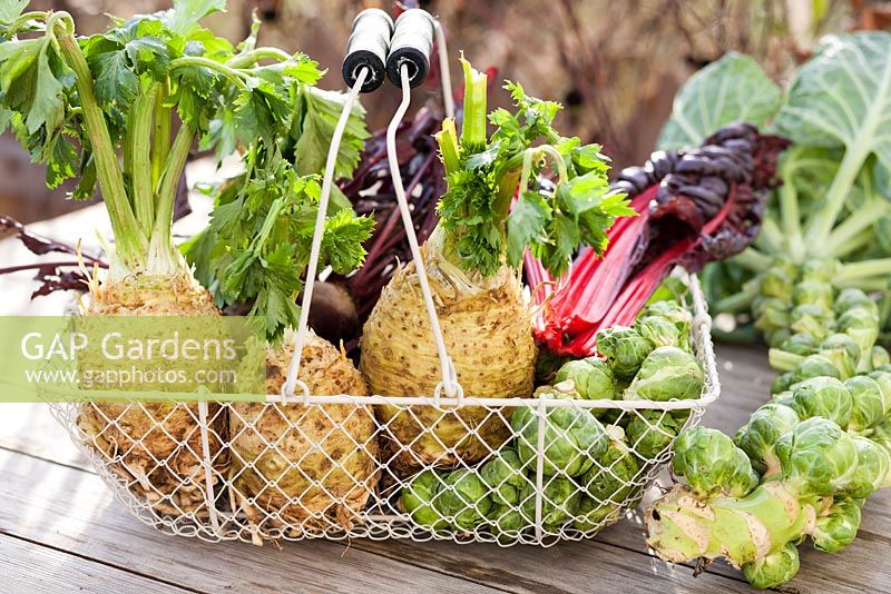 Display of winter harvest - Brussels sprouts, celeriac, swiss chard