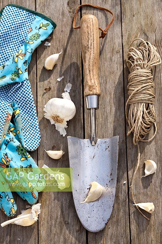 Display of tools and garlic ready to be planted.